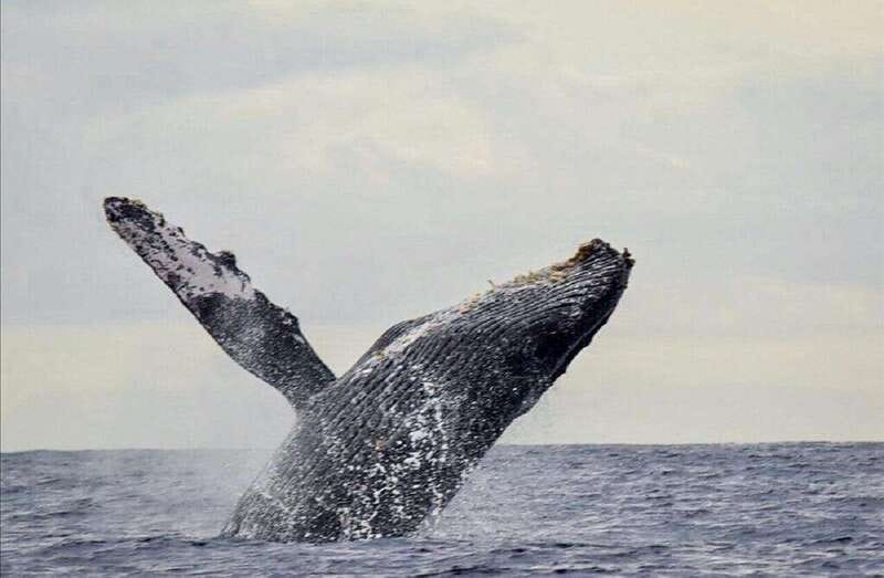 San José del Cabo: Whale Watching Experience - What the small boat changes