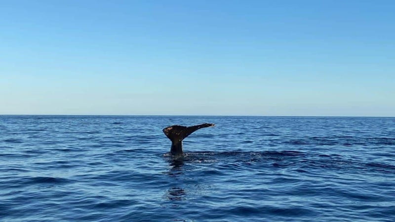 San José del Cabo: Whale Watching Experience - Is $110 a fair price?