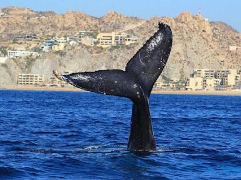 San José del Cabo: Whale Watching Experience - How to dress and what to pack