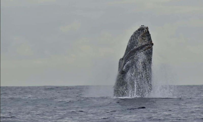 San José del Cabo: Whale Watching Experience - Who will enjoy this tour most