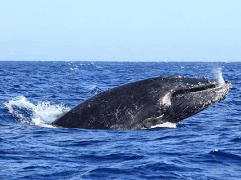 San José del Cabo: Whale Watching Experience - Why winter and spring are the right time