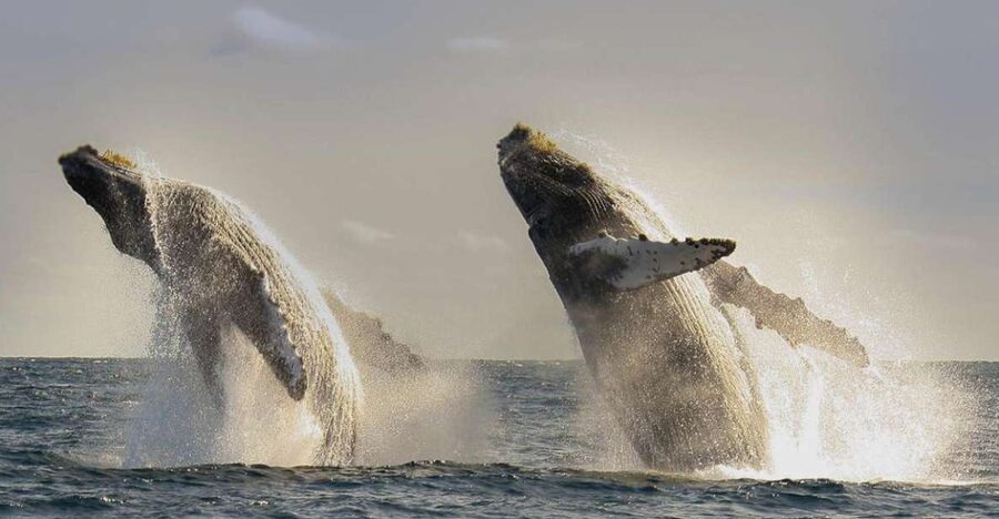 San Jose del Cabo Whale Watching - Finding Callejon Pez Sierra 5 and Marina Puerto Los Cabos