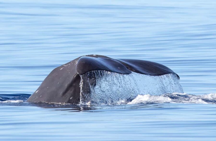 São Miguel: Whale-Watching Cruise with Marine Biologist - Why São Miguel is such a strong whale-watching base