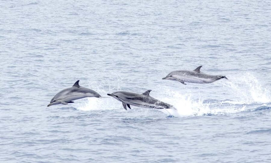 São Miguel: Whale-Watching Cruise with Marine Biologist - Catamaran comfort or zodiac excitement