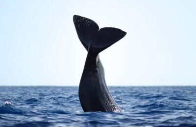 São Miguel: Whale-Watching Cruise with Marine Biologist