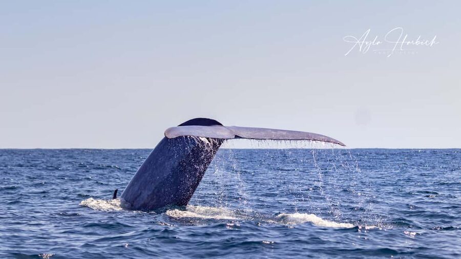 São Miguel: Whale-Watching Cruise with Marine Biologist - Two and a half hours among whales and dolphins