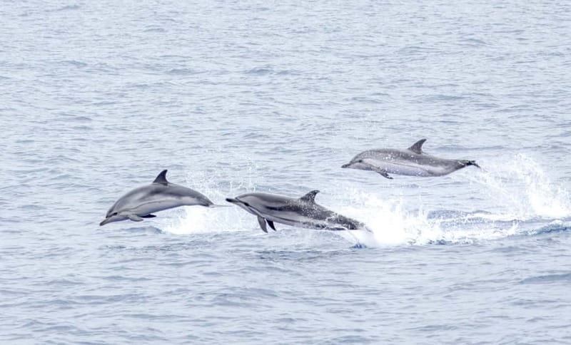 São Miguel: Whale-Watching Cruise with Marine Biologist - What the marine biologist adds