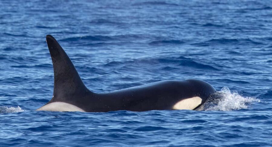 São Miguel: Whale-Watching Cruise with Marine Biologist - Wildlife ethics are part of the experience