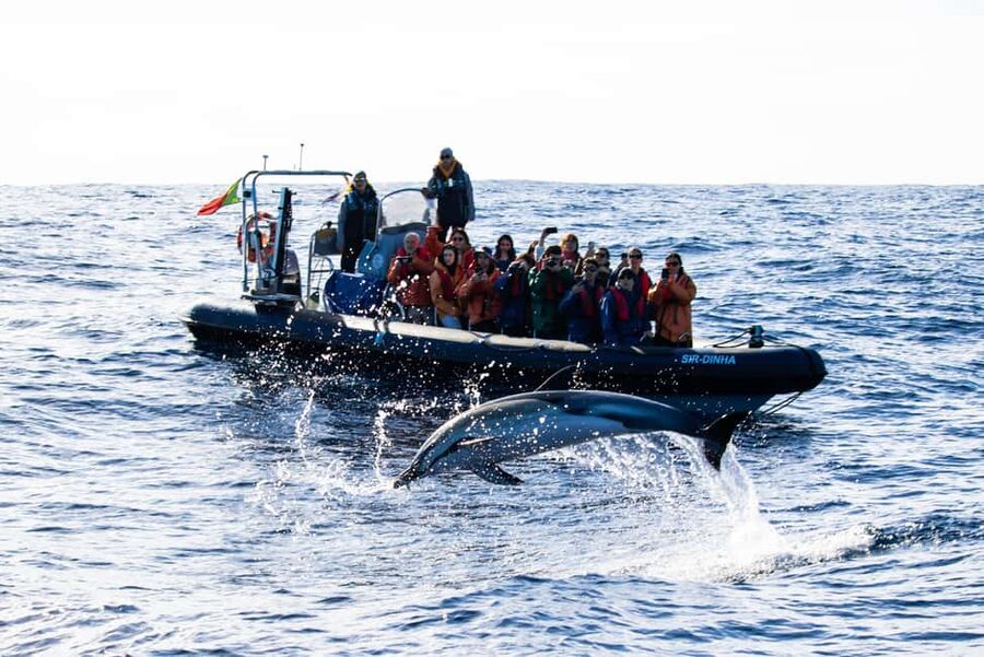 São Miguel: Whale-Watching Cruise with Marine Biologist - Is the $76 price fair?