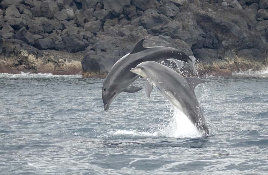 São Miguel: Whale Watching & Wild Dolphins Swimming Full-day - A full day built around wild cetaceans