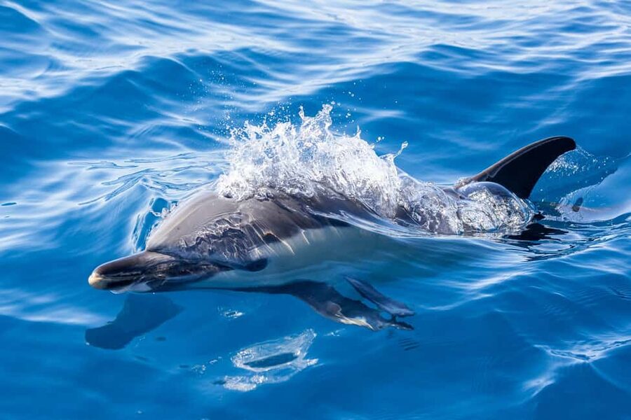 São Miguel: Whale Watching & Wild Dolphins Swimming Full-day - Lunch at the marina, with time to reset