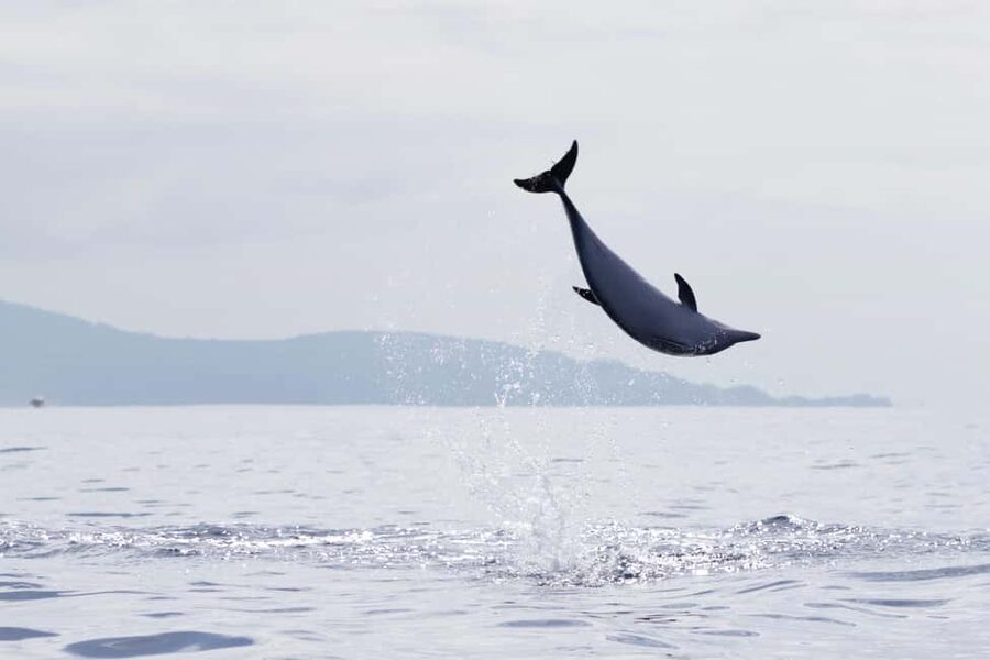 São Miguel: Whale Watching & Wild Dolphins Swimming Full-day - What the sea conditions mean for comfort