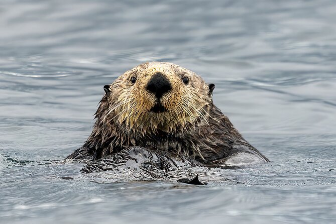 Sea Otter and Whale Watching Tour on Northern Vancouver Island - Key points to know before booking