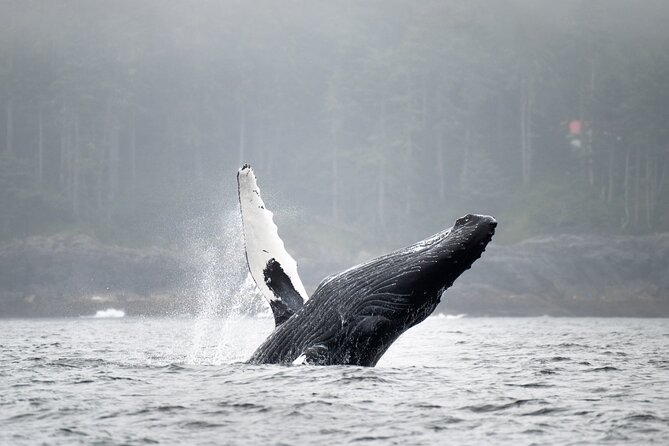 Sea Otter and Whale Watching Tour on Northern Vancouver Island - Why this northern Vancouver Island trip is special