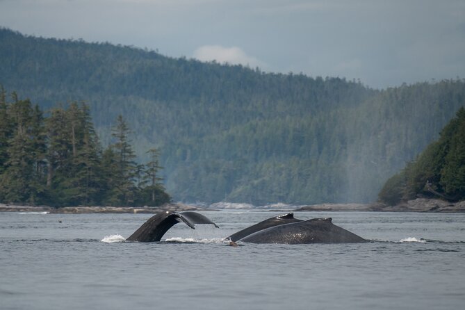 Sea Otter and Whale Watching Tour on Northern Vancouver Island - Five hours in Queen Charlotte Strait
