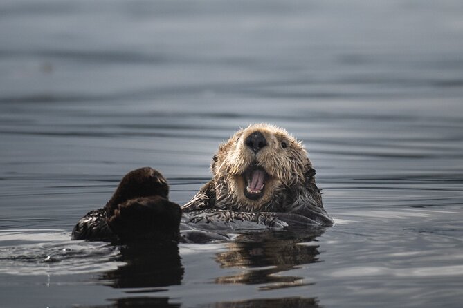 Sea Otter and Whale Watching Tour on Northern Vancouver Island - Lunch, hot drinks, and the practical comforts