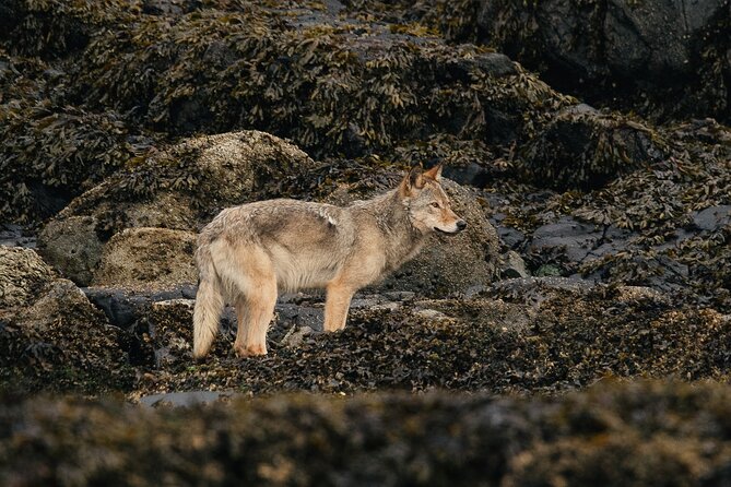 Sea Otter and Whale Watching Tour on Northern Vancouver Island - Is $283.89 per person good value?