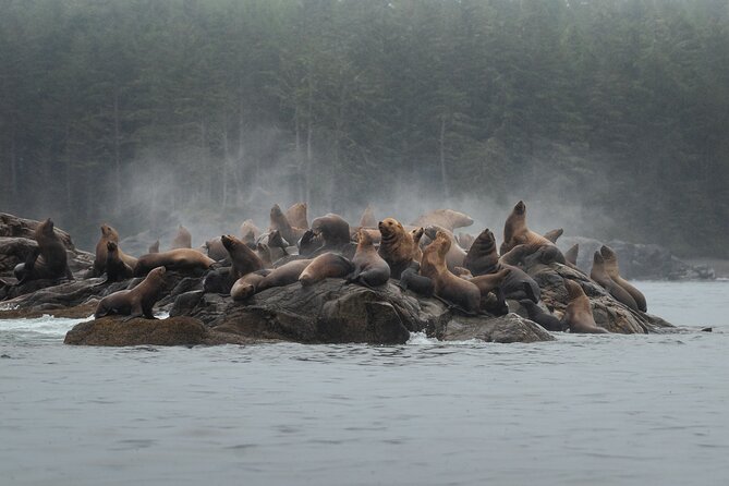 Sea Otter and Whale Watching Tour on Northern Vancouver Island - Leaving Port Hardy in a small group