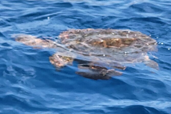 SEA SAFARI Dolphins, Whales, 3h speedboat DISCOVERY-TOUR - Snacks, drinks and a sensible three-hour length