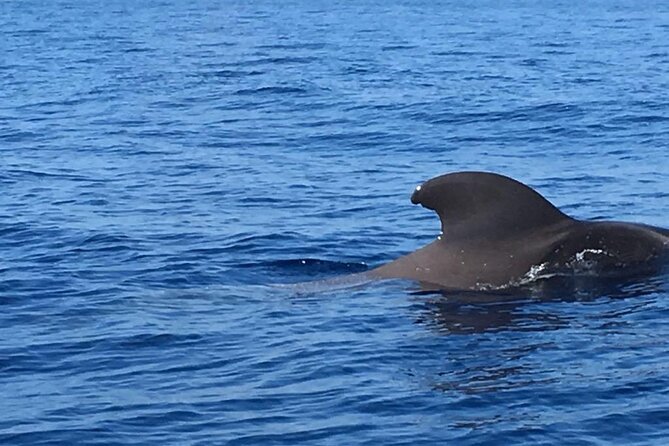 SEA SAFARI Dolphins, Whales, 3h speedboat DISCOVERY-TOUR - Weather, cancellation and planning advice