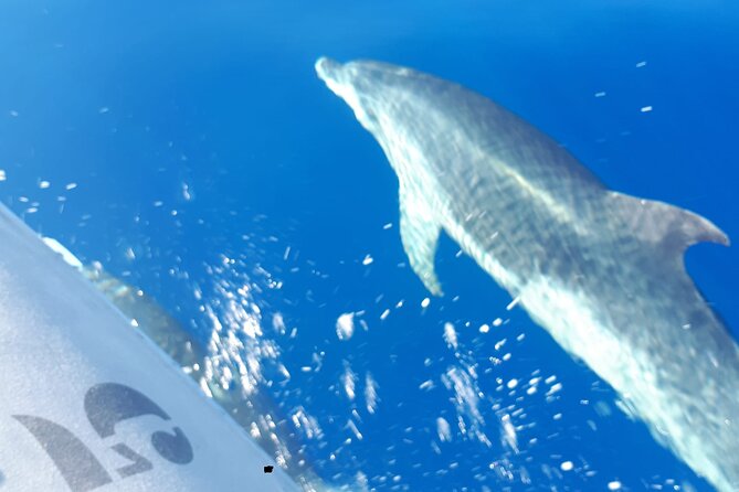 SEA SAFARI, Dolphins, Whales, snorkeling, snack and drink, 2 h speedboat - Who should book this Sea Safari?