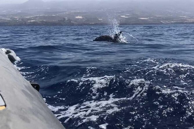 SEA SAFARI Dolphins,Whales, snorkeling, snack, drink, 3h private - What you eat and drink on board