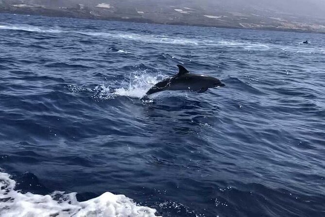 SEA SAFARI Dolphins,Whales, snorkeling, snack, drink, 3h private - The guides make a real difference