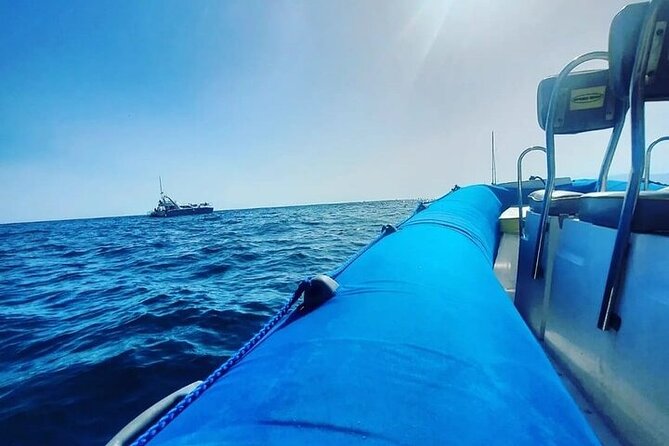 SEA SAFARI Dolphins,Whales, snorkeling, snack, drink, 3h private - Who will enjoy this most