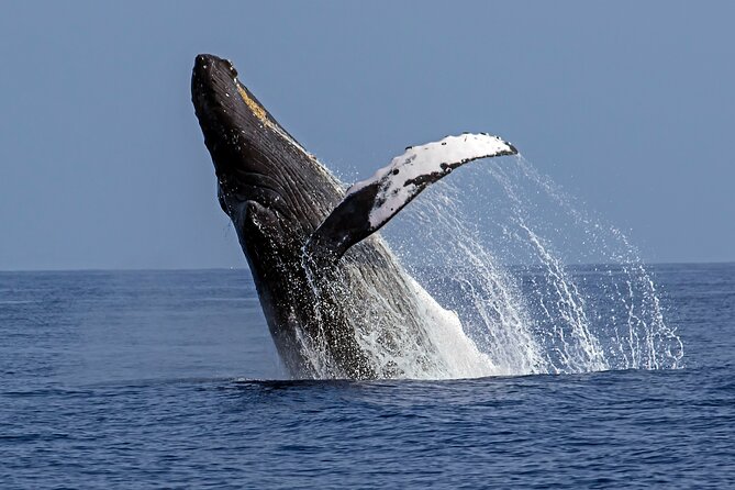 Seasonal Small-Group Humpback Whale Watching in Kona - Key points to know before you book