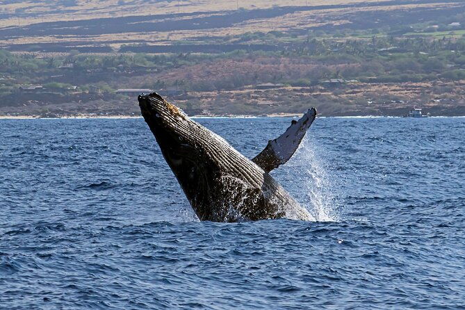 Seasonal Small-Group Humpback Whale Watching in Kona - Why winter is the right time for this Kona whale watch