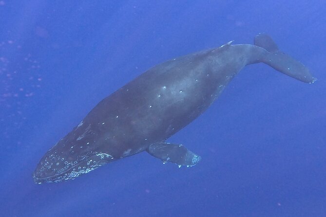 Seasonal Small-Group Humpback Whale Watching in Kona - Searching for whales offshore