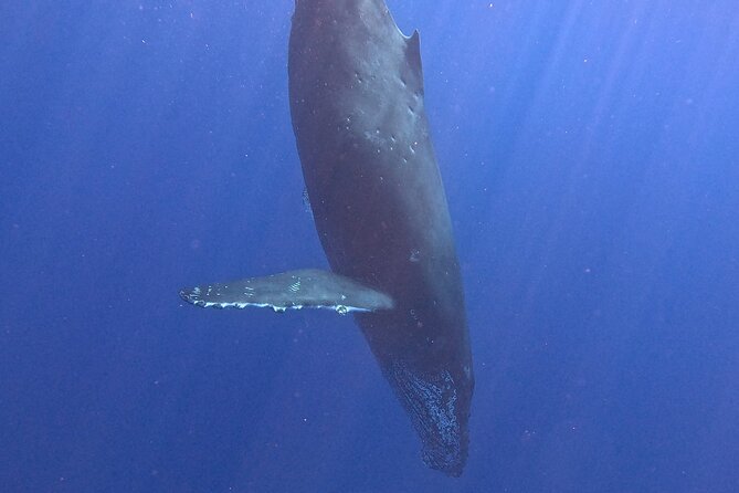 Seasonal Small-Group Humpback Whale Watching in Kona - Breaches, tail slaps, and whale songs