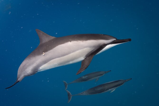 Seasonal Small-Group Humpback Whale Watching in Kona - How the $130.25 price measures up
