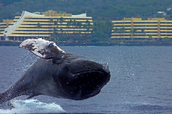 Seasonal Small-Group Humpback Whale Watching in Kona - Leaving Honokohau Marina at 1:30 pm