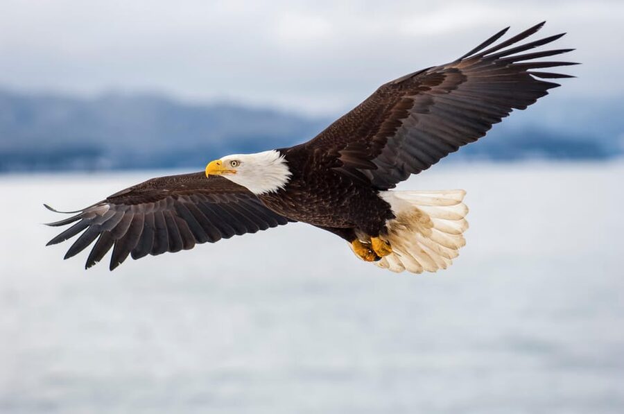 Seattle: Half-Day Wildlife and Whale Watching Cruise - Key points to know before booking