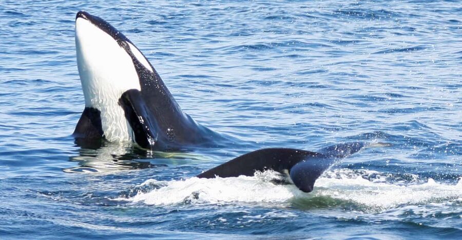 Seattle: Half-Day Wildlife and Whale Watching Cruise - Weather, comfort, and motion on a long outing