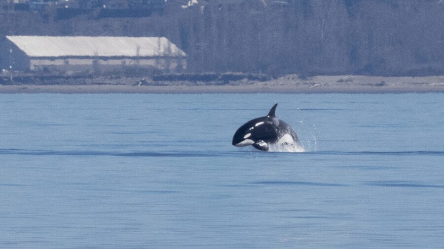 Seattle: Half-Day Wildlife and Whale Watching Cruise - Is $148 a fair price?