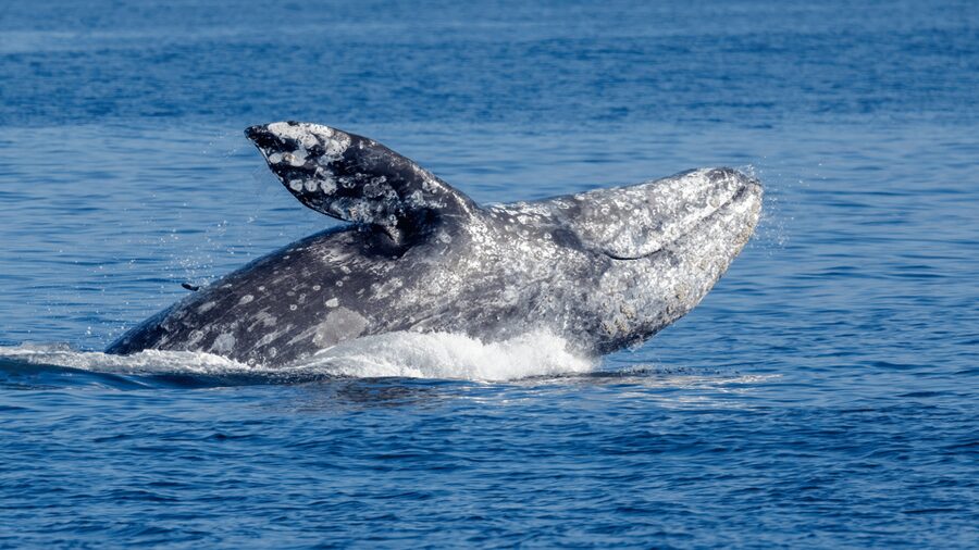 Seattle: Half-Day Wildlife and Whale Watching Cruise - Should you book the Seattle whale cruise?