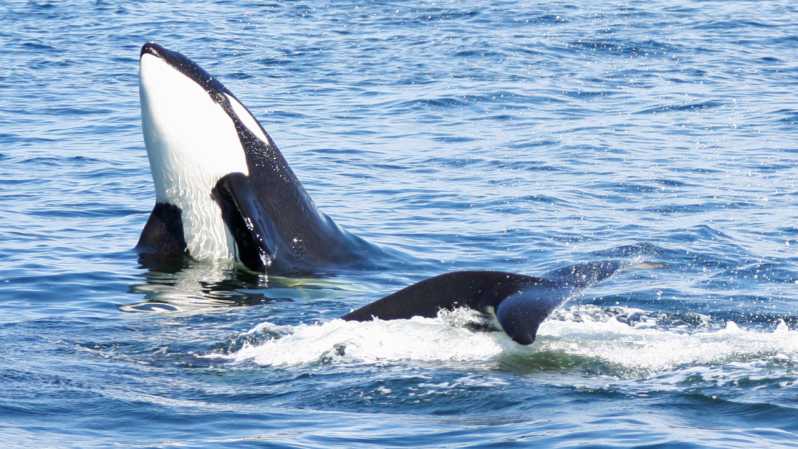 Seattle: Half-Day Wildlife and Whale Watching Cruise - The boat ride through the Salish Sea