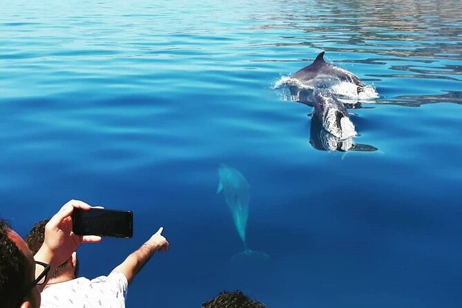 Sesimbra: Arrábida Dolphin and Whale Watching tour with biologist - Coastline caves and the stop at Ribeira do Cavalo Beach