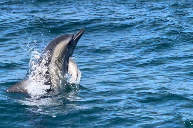 Sesimbra: Arrábida Dolphin and Whale Watching tour with biologist - What the $66.42 price gives you