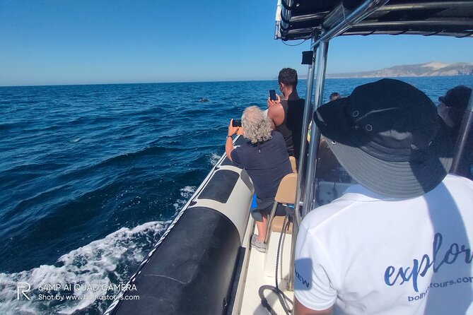 Sesimbra: Arrábida Dolphin and Whale Watching tour with biologist - Timing, transport, and what to pack
