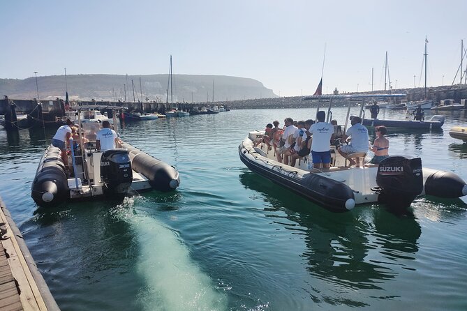 Sesimbra: Arrábida Dolphin and Whale Watching tour with biologist - A responsible way to watch marine life