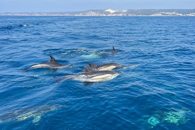 Sesimbra: Arrábida Dolphin and Whale Watching tour with biologist - Who will enjoy this Sesimbra boat tour most