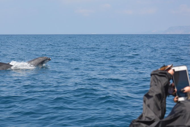 Sesimbra: Arrábida Dolphin and Whale Watching tour with biologist - Should you book it?