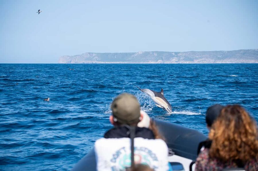 Sesimbra: Arrábida Dolphin and Whale Watching with Biologist - Key points to know before you go