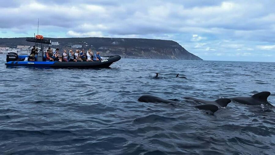Sesimbra: Arrábida Dolphin and Whale Watching with Biologist - Practical value at $64