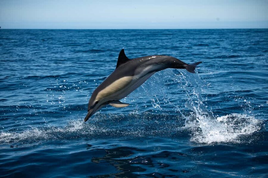 Sesimbra: Arrábida Dolphin and Whale Watching with Biologist - Why this Sesimbra boat trip is worth your time