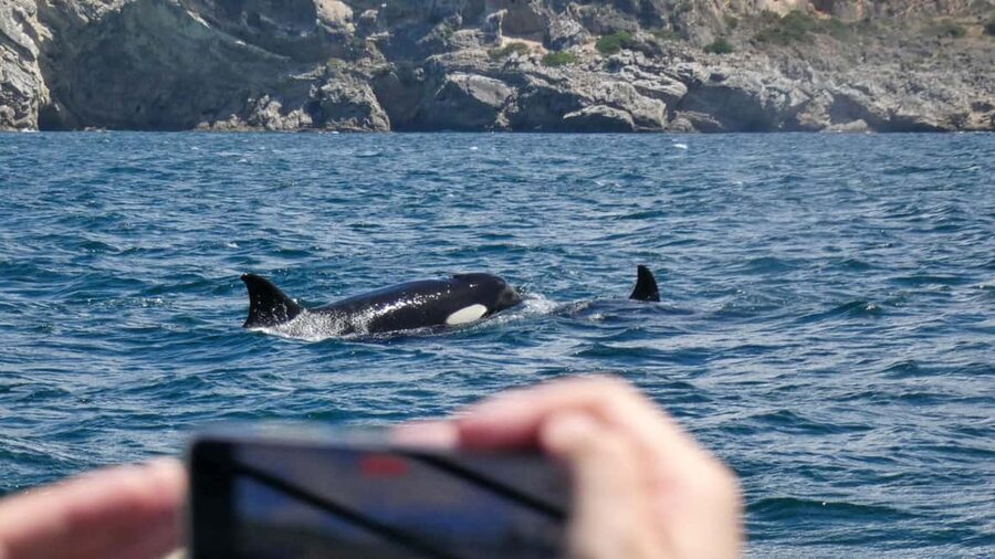 Sesimbra: Arrábida Dolphin and Whale Watching with Biologist - Searching the protected waters for dolphins and whales