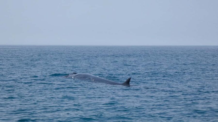 Sesimbra: Arrábida Dolphin and Whale Watching with Biologist - Reading the coast between wildlife sightings